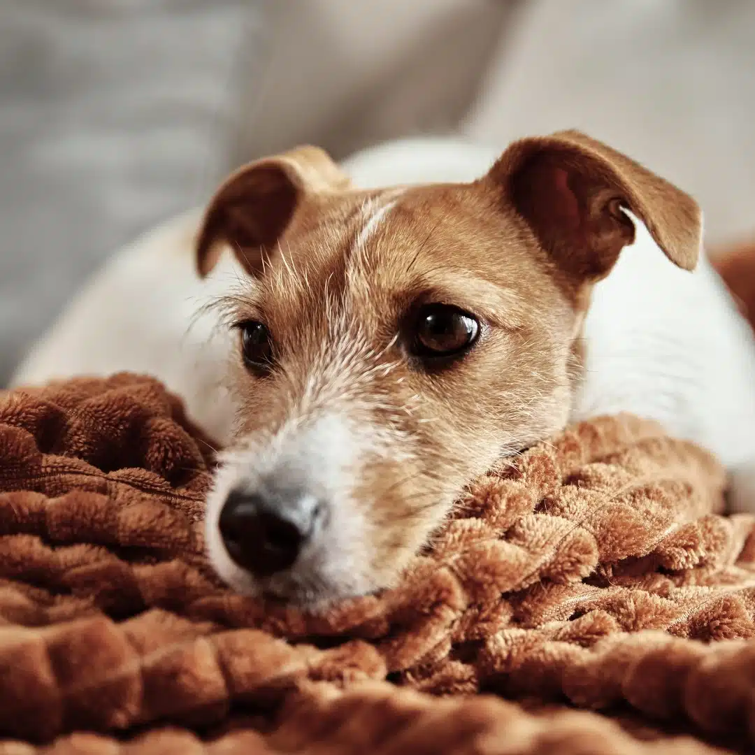 PET-FRIENDLY LIVING